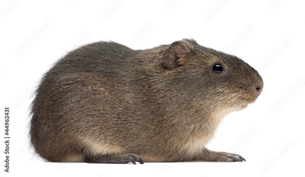 Greater guinea pig, Cavia magna Greater guinea pig, Cavia magna