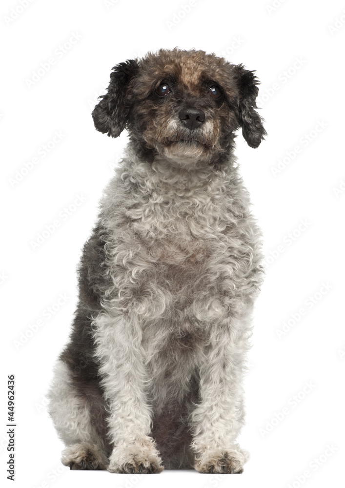 Cross breed sitting in front of white background Cross breed sitting in front of white background