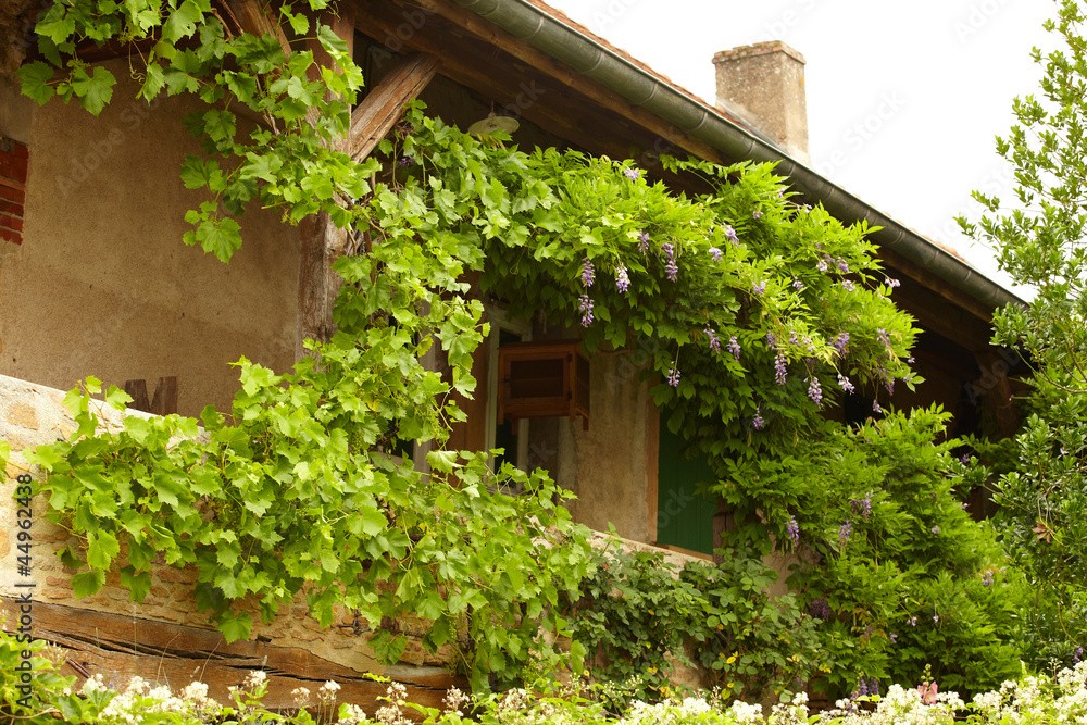 Ivy clad house