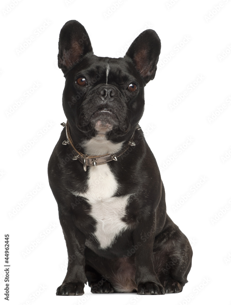 French Bulldog, 6 years old, sitting against white background