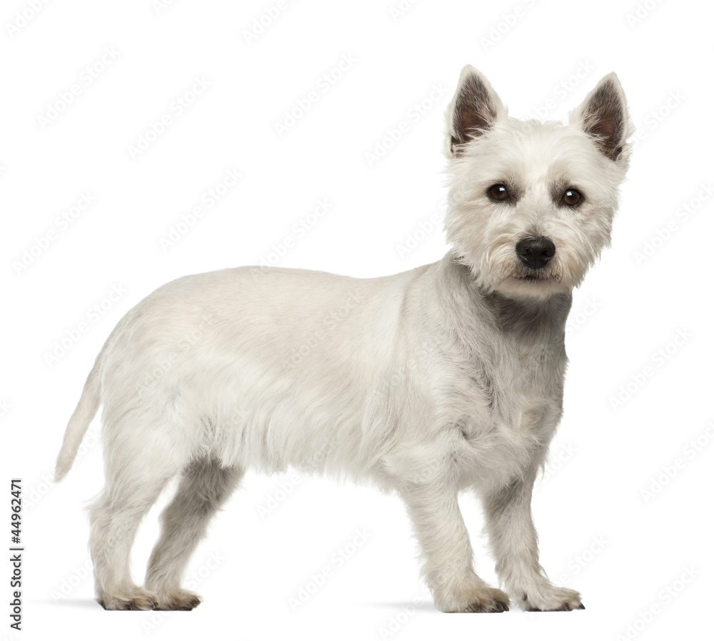 West Highland White Terrier, 2 years old West Highland White Terrier, 2 years old