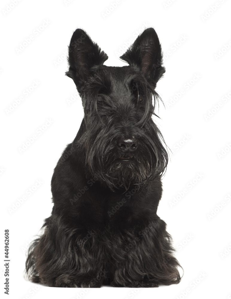 Scottish Terrier, 4 years old