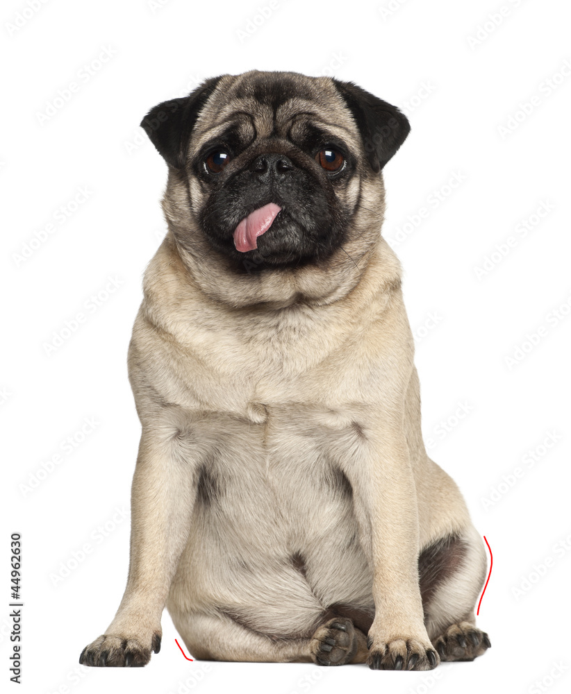 Pug, 4 years old, sitting against white background Pug, 4 years old, sitting against white background