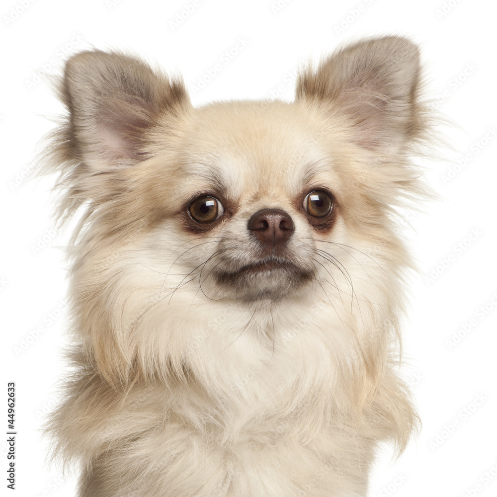 Chihuahua, 1 year old, against white background