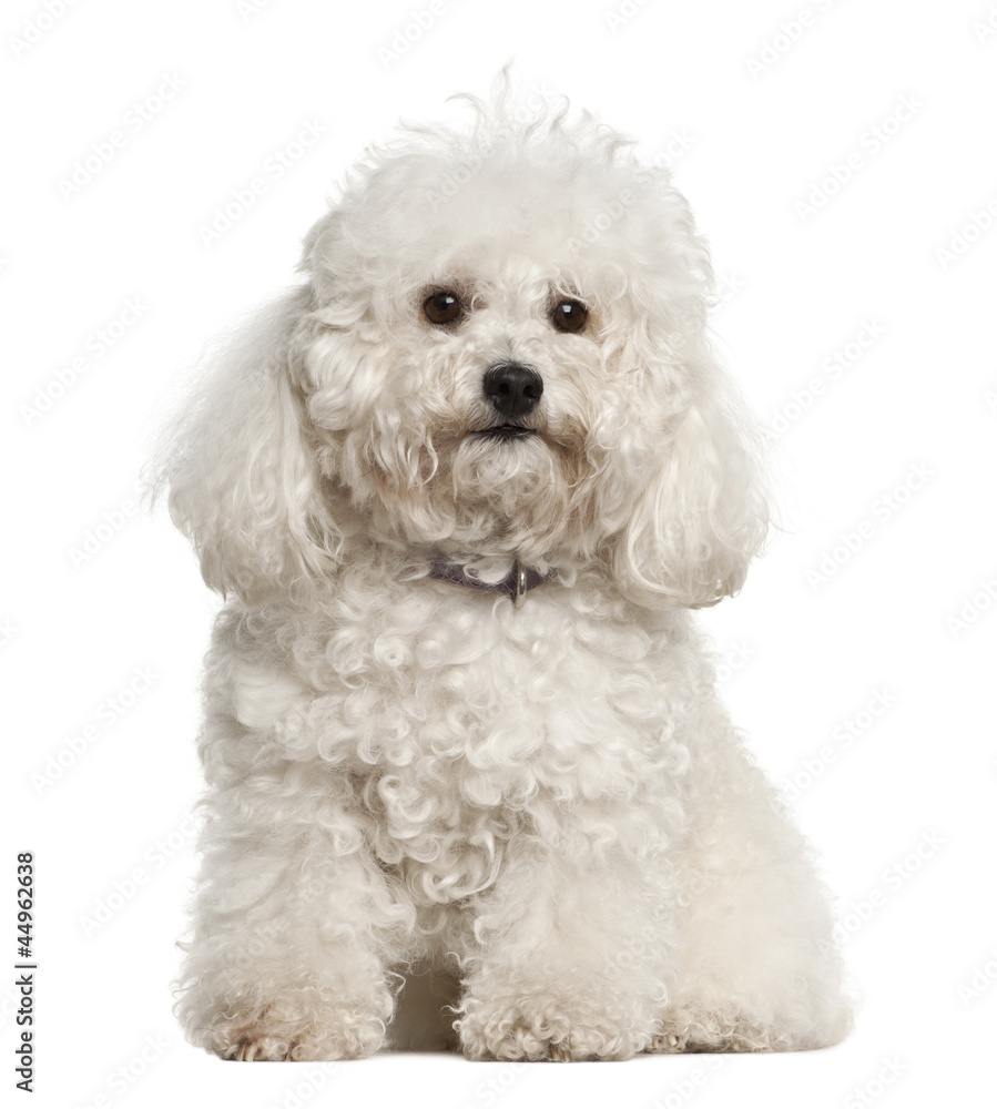 Bolonka, 4 years old, sitting against white background