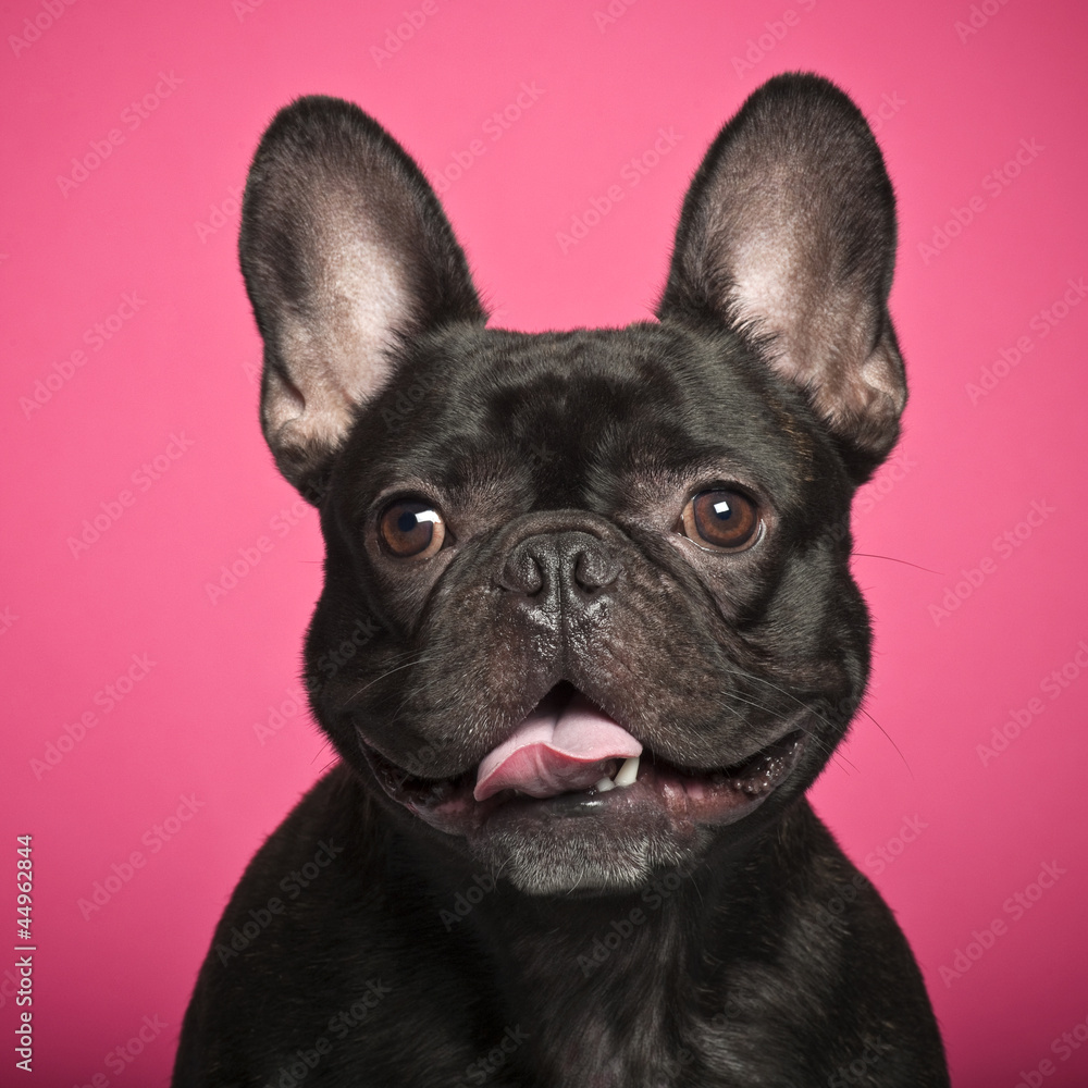 French Bulldog against pink background