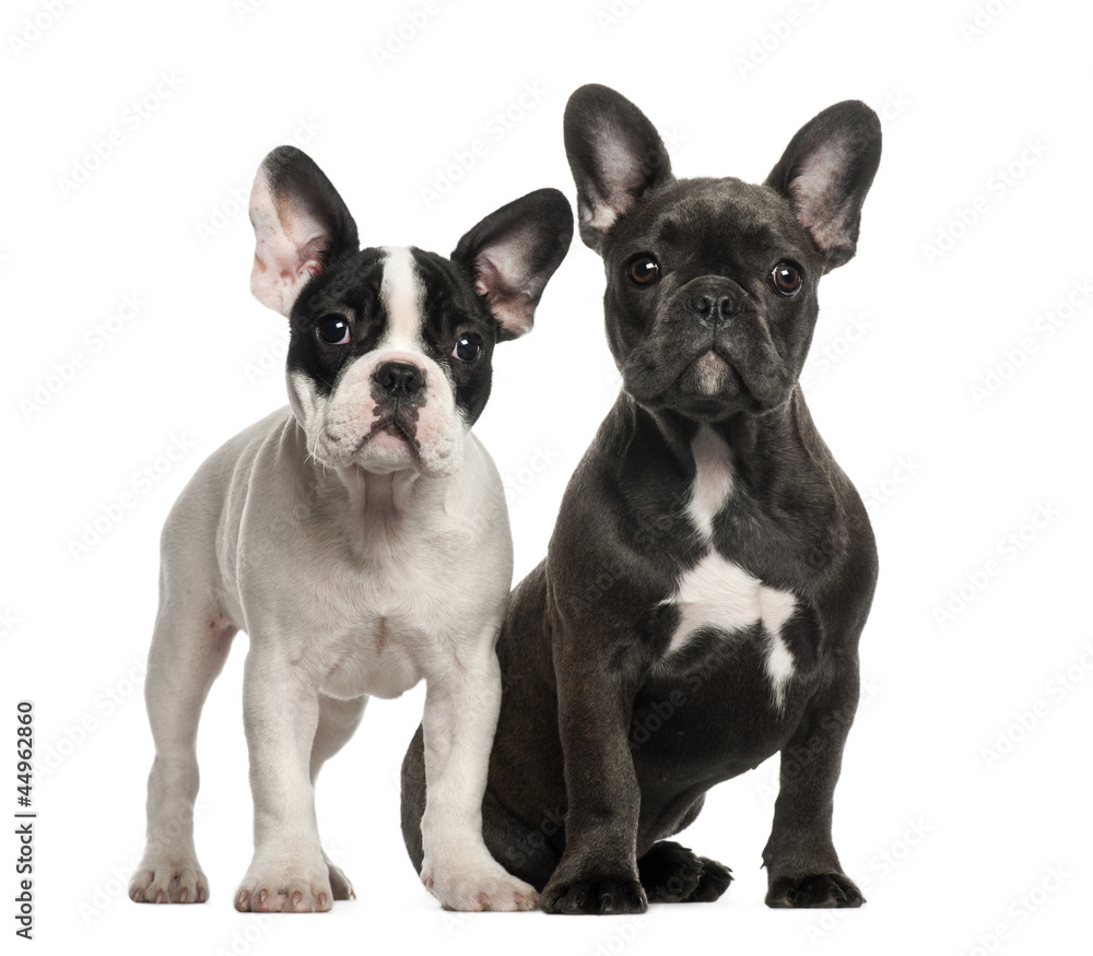 French bulldog puppies, 4 months old
