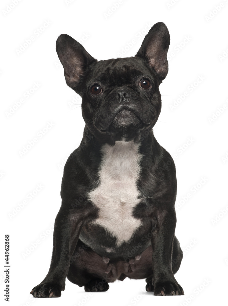 French Bulldog, 3 years old, sitting against white background