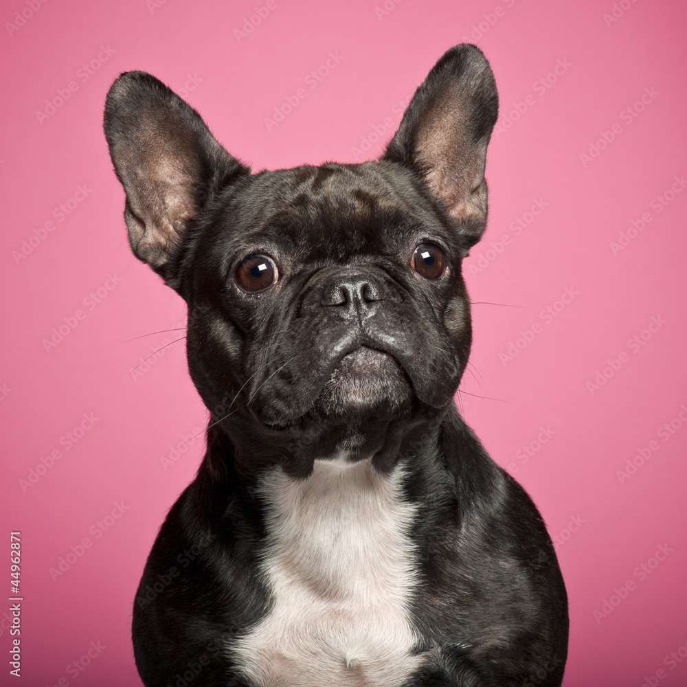 French Bulldog, 3 years old, against pink background