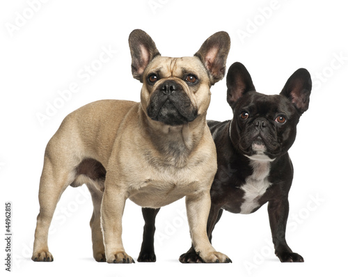 French bulldogs  3 years old