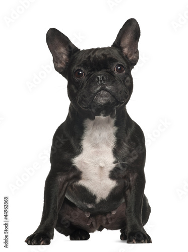 French Bulldog, 3 years old, sitting against white background © Eric Isselée