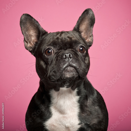 French Bulldog, 3 years old, against pink background © Eric Isselée