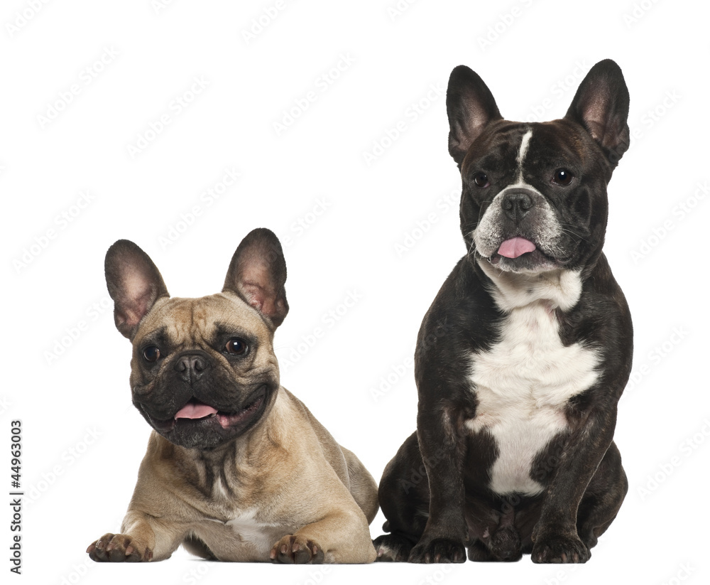 French bulldogs, 18 months old, sitting against white background