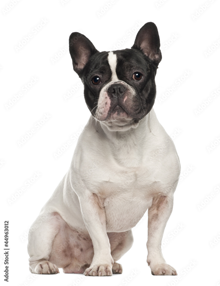 French Bulldog, 18 months old, sitting against white background