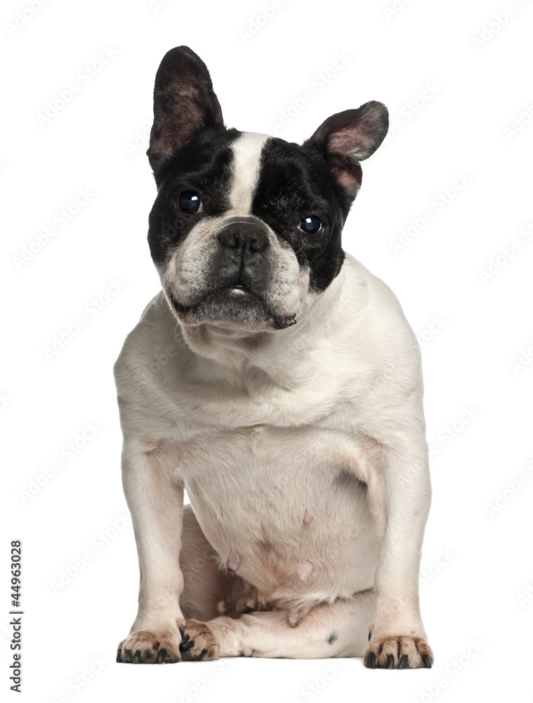 French Bulldog sitting against white background