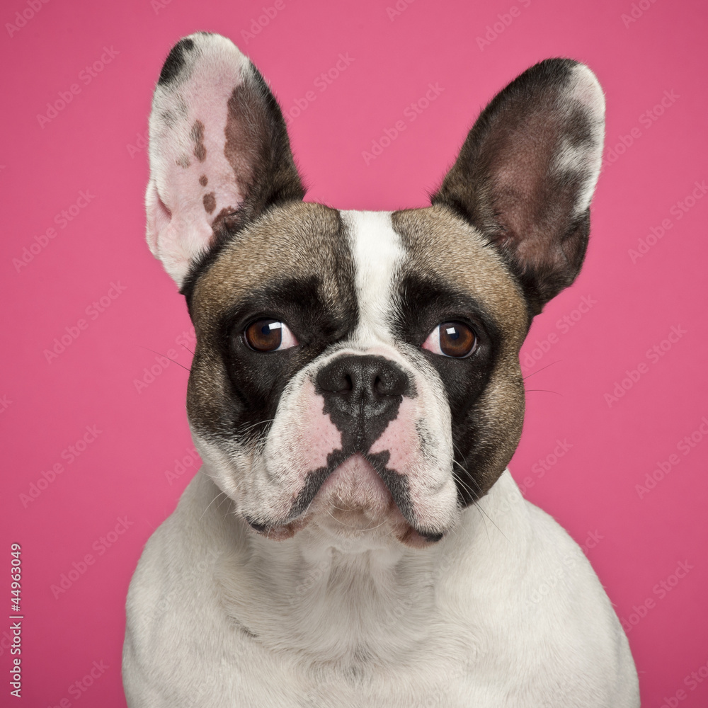 French Bulldog, 2 years old, against pink background French Bulldog, 2 years old, against pink background