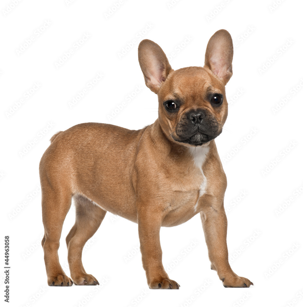 French Bulldog puppy, 5 months old