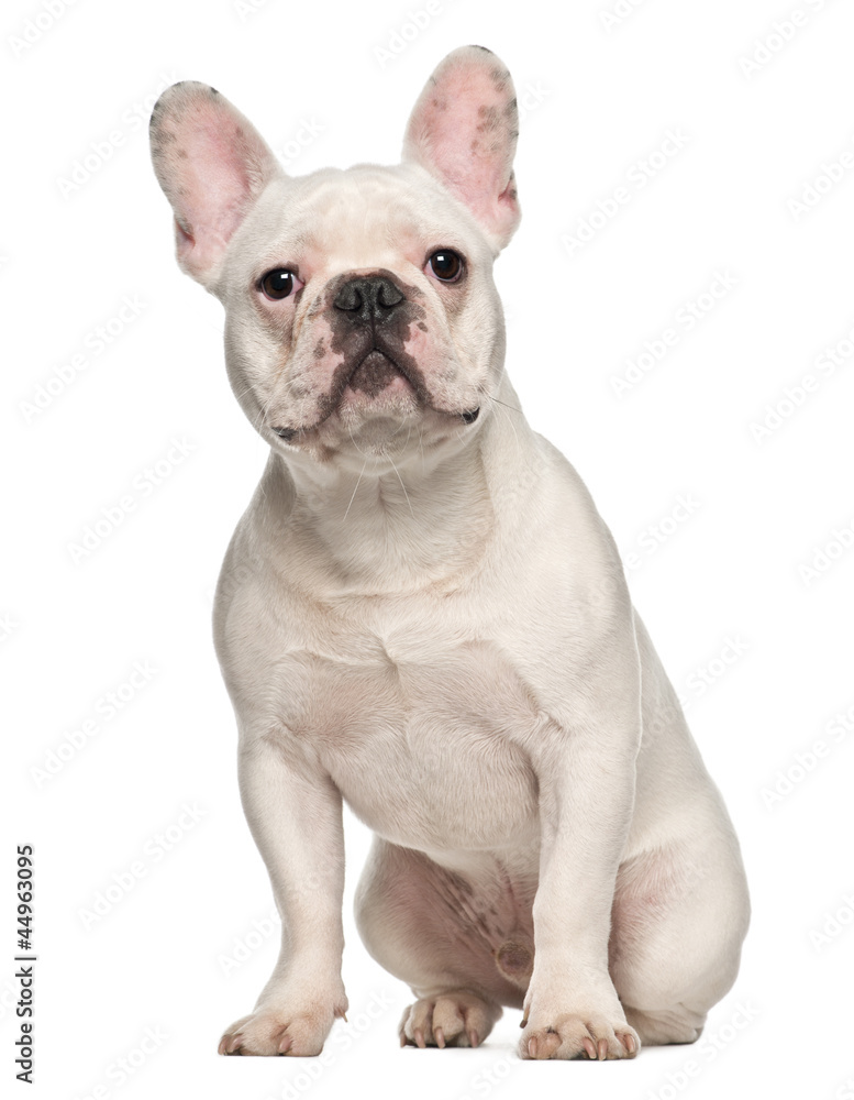 French Bulldog, 7 months old, sitting against white background