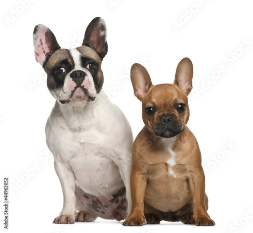 French bulldogs  2 years old  sitting against white background