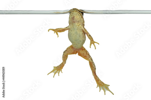 Fotografie frog in water
