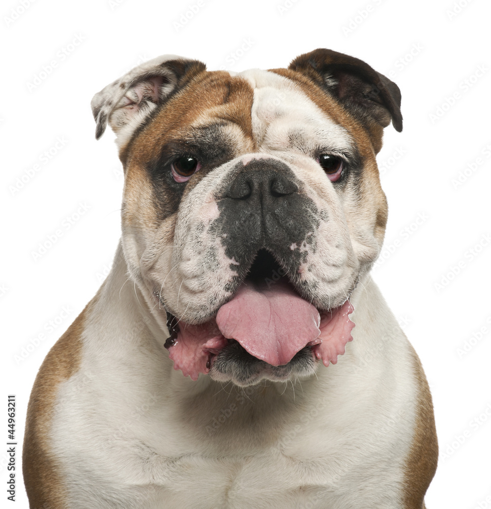 English Bulldog, 6 years old, against white background