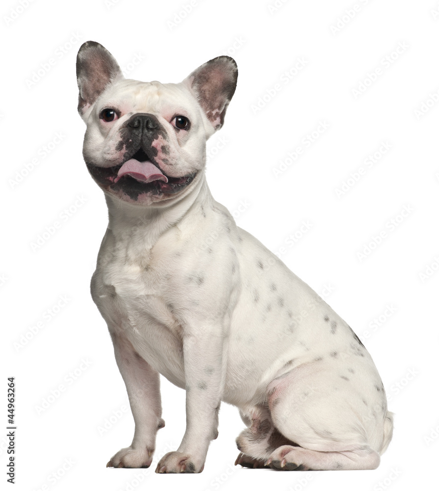 French Bulldog, 2 years old, sitting against white background