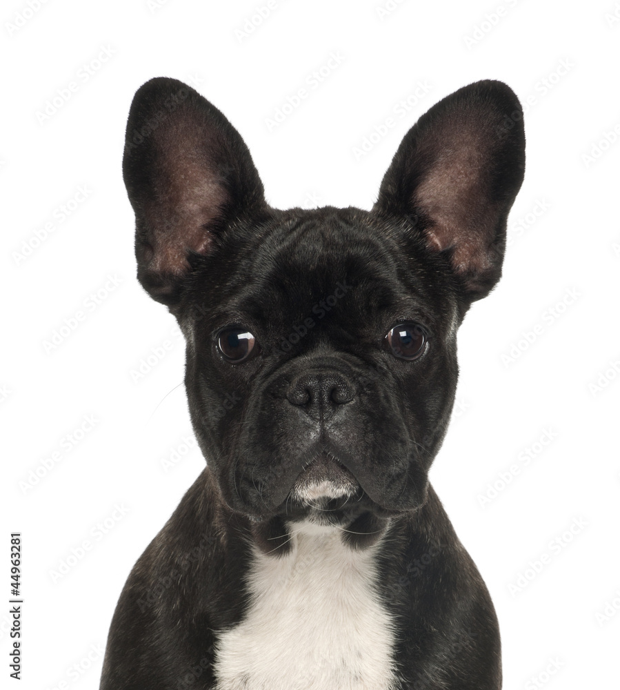 French Bulldog puppy, 6 months old, against white background