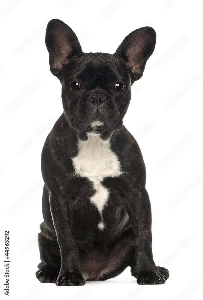 French Bulldog, 6 months old, sitting against white background