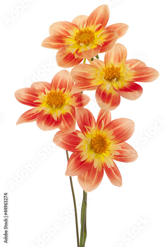 Fototapeta Naklejka Na Ścianę i Meble -  dahlia