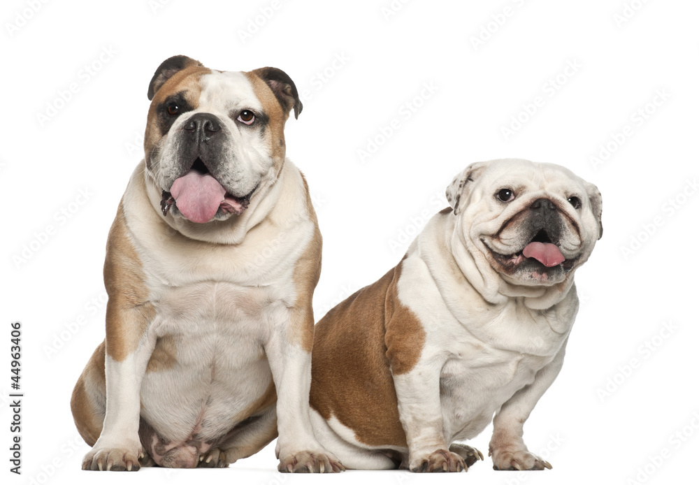 English bulldogs, 5 years old, sitting against white background English bulldogs, 5 years old, sitting against white background