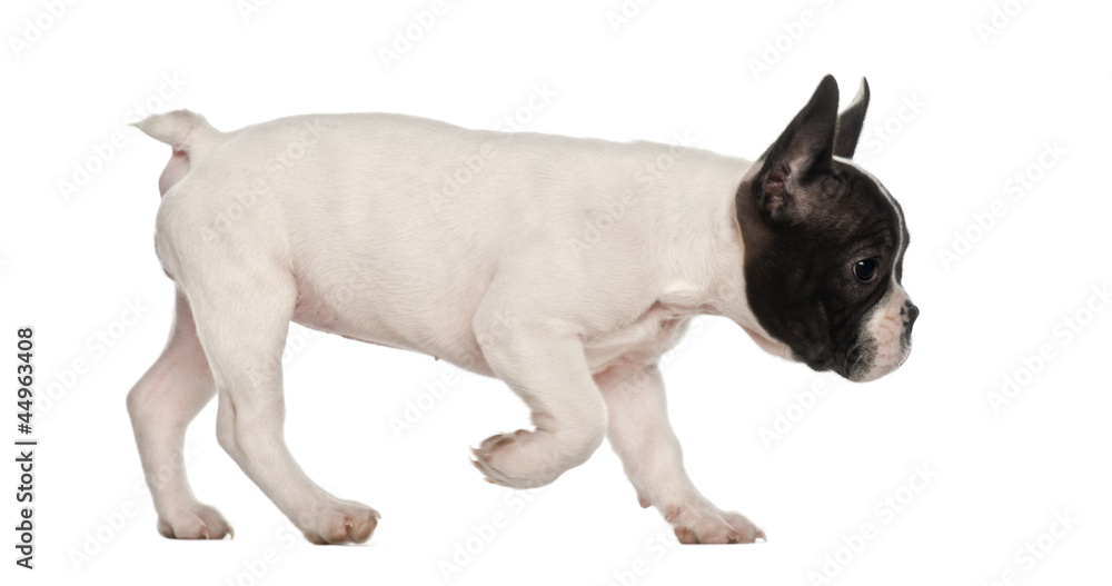 French Bulldog puppy, 10 weeks old