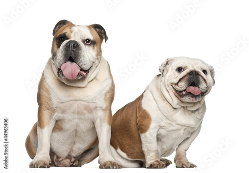 English bulldogs, 5 years old, sitting against white background © Eric Isselée