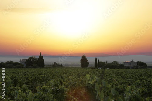 Sunset over a vineyard