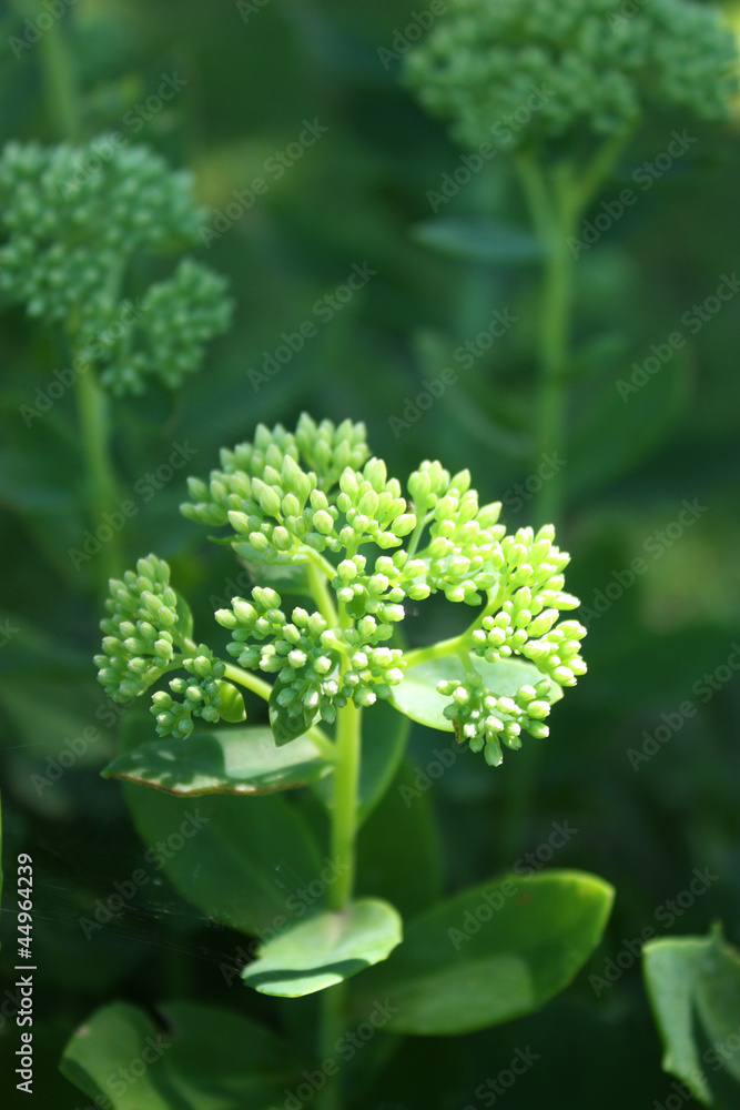 crassula crassula