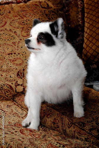 Sitting Pomeranian photo