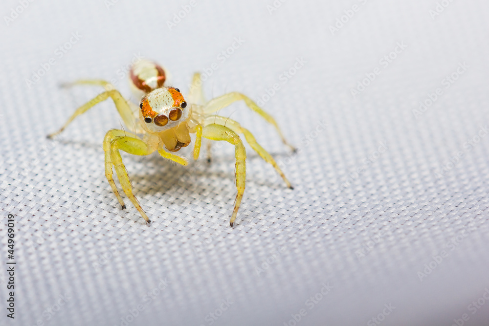 Fototapeta premium Female Epocilla calcarata jumping Spider