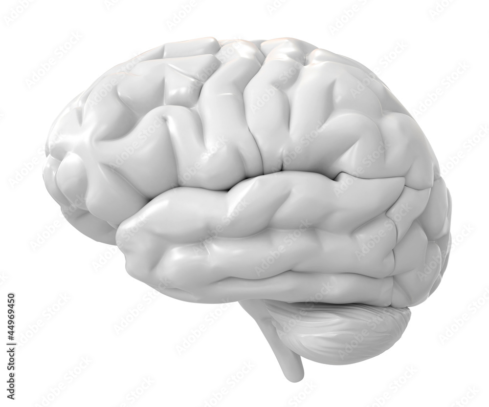 3d brain 3d brain