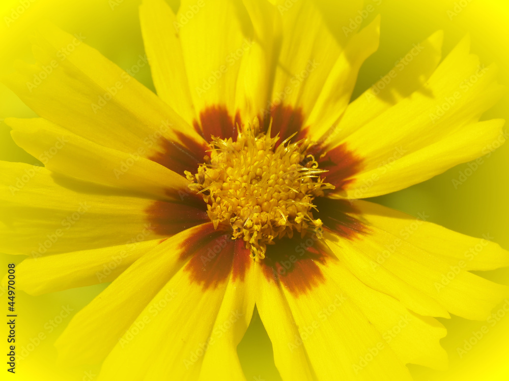 gelbe Sommerblume... gelbe Sommerblume...