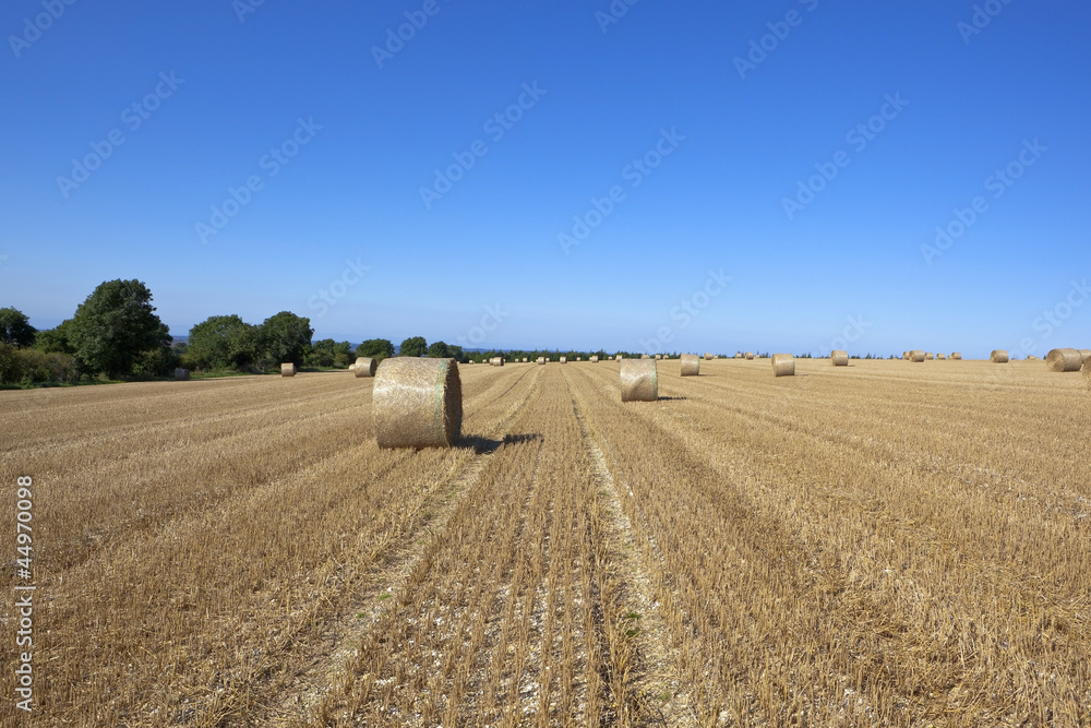 Fototapeta premium harvest time straw bales