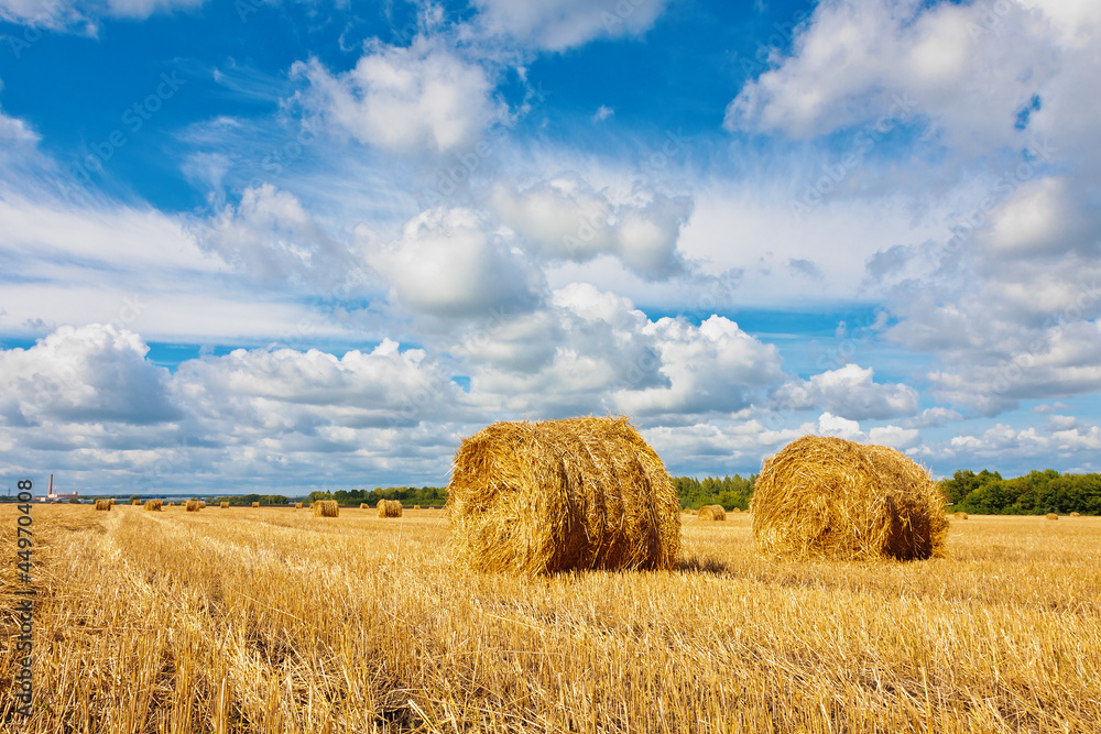 Hay bales on the field