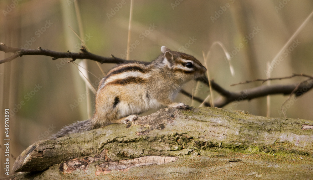 Obraz premium tamia profils