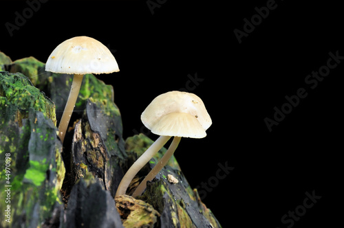 Deep Root mushroom (Xerula radicata) growing on a tree trunk