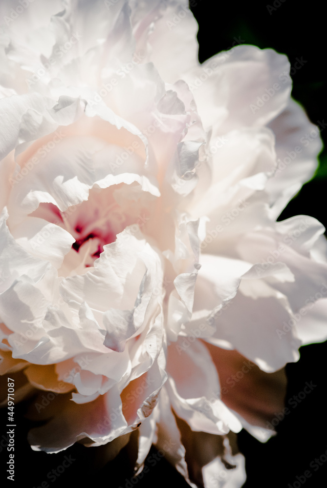 peonies peonies