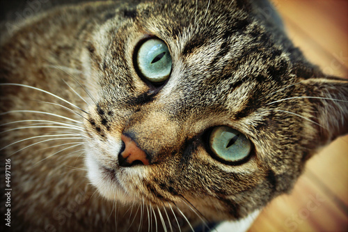 Chat aux yeux bleu-vert