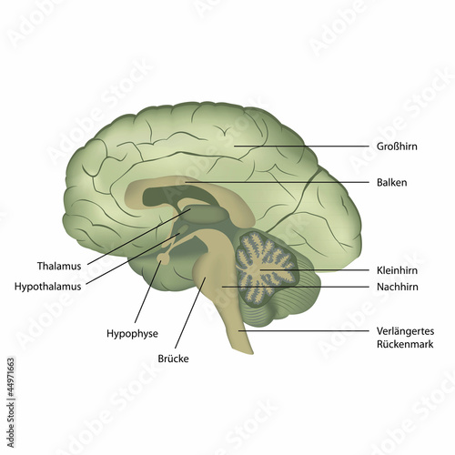 brain structure vector illustration