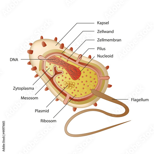 bacterial structure vector illustration