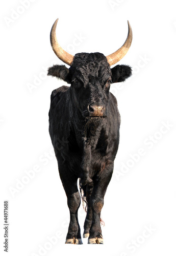 Camargue bull
