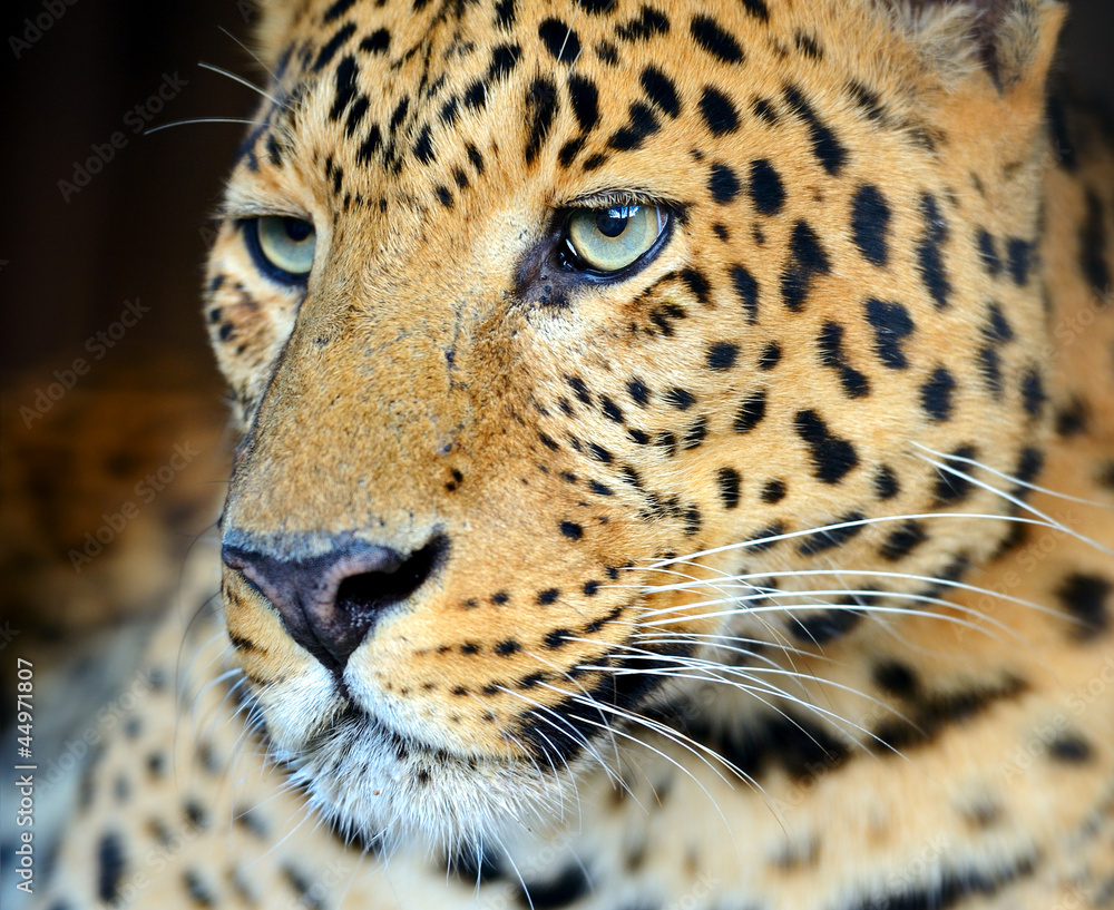 Fototapeta premium Leopard