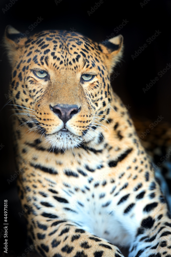 Leopard