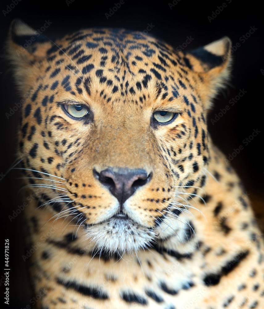 Obraz premium Leopard